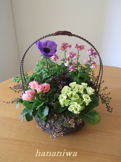 バラ咲きジュリアンとアネモネの寄せ植え ｈａｎａｎｉｗａ 楽天ブログ