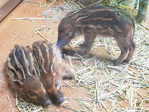 うり坊2匹です。