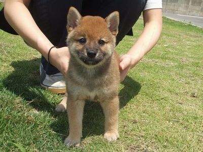 レディー ガガの柴犬 ペットショップセレクトわん 楽天ブログ