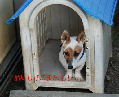 大東犬がこどもの国の動物園に仲間入り 沖縄でウエディング 披露宴 司会派遣 楽天ブログ