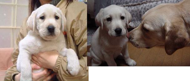 puppy-2