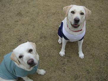 tansy&marl