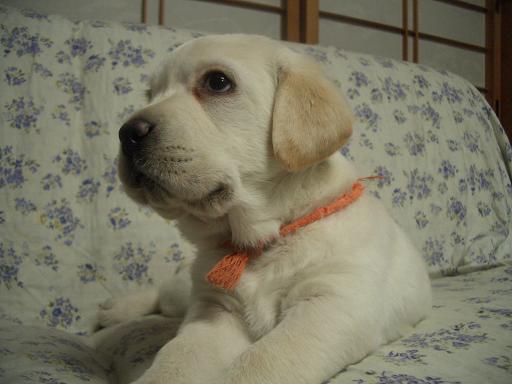 tansypuppy