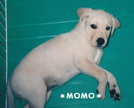 momopuppy20080209