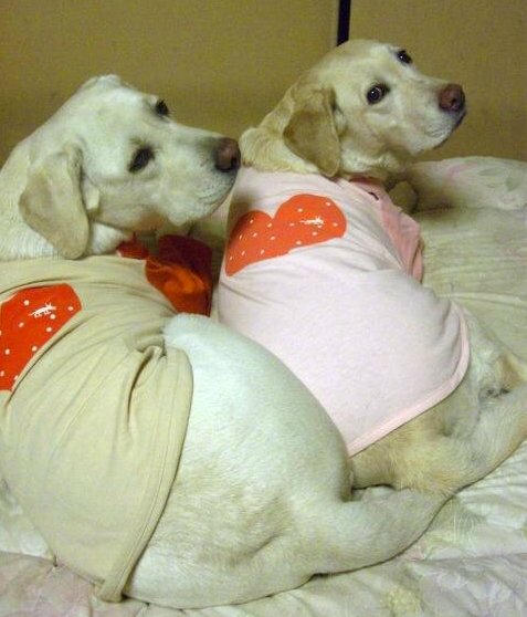 20070419