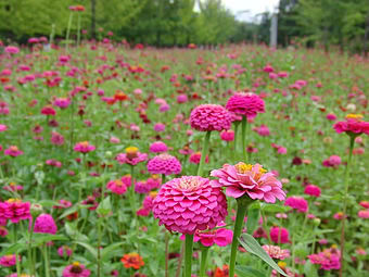 ダリアの花畑 せまいながらも庭生活 楽天ブログ