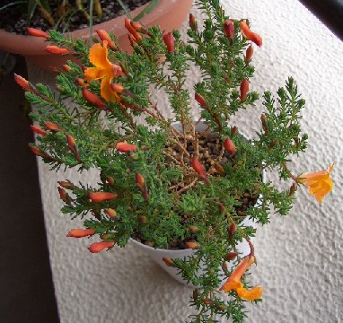 3輪開花してます。蕾もたくさん!