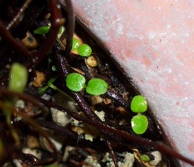 気まぐれ栽培の観察日記