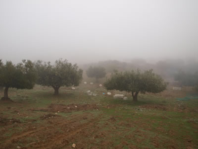 オリーブの収穫風景