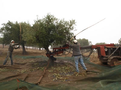 オリーブの収穫風景