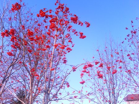 P1000045-1.JPG