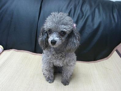 鑑賞用POP集 002.jpg