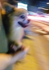 夜の街を歩くマロン