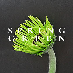 緑色のガーベラ スプリンググリーン ガーベラ専門フラワーショップ春夢 楽天ブログ