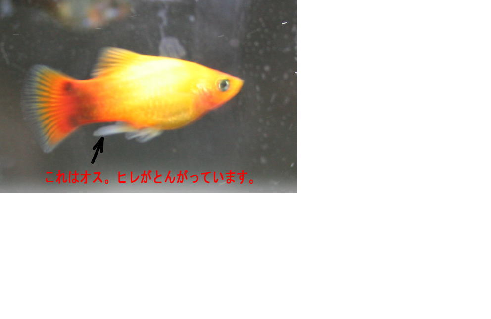 プラティの性別の見分け方 徒然なるままに 楽天ブログ