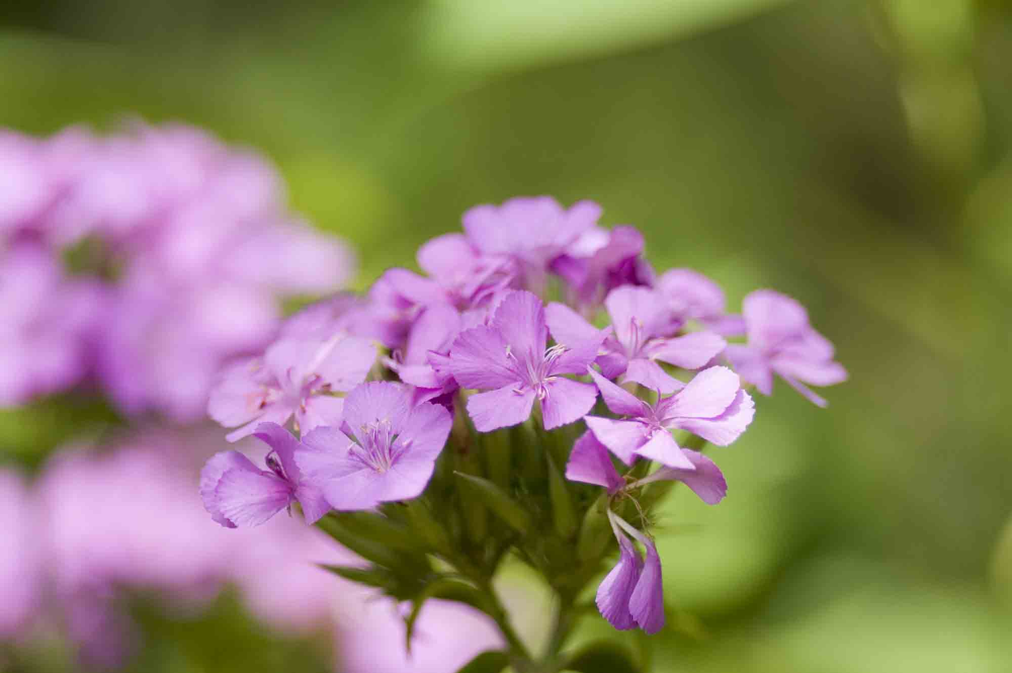 ハマナデシコです。 お花のほのぼの写真館 楽天ブログ