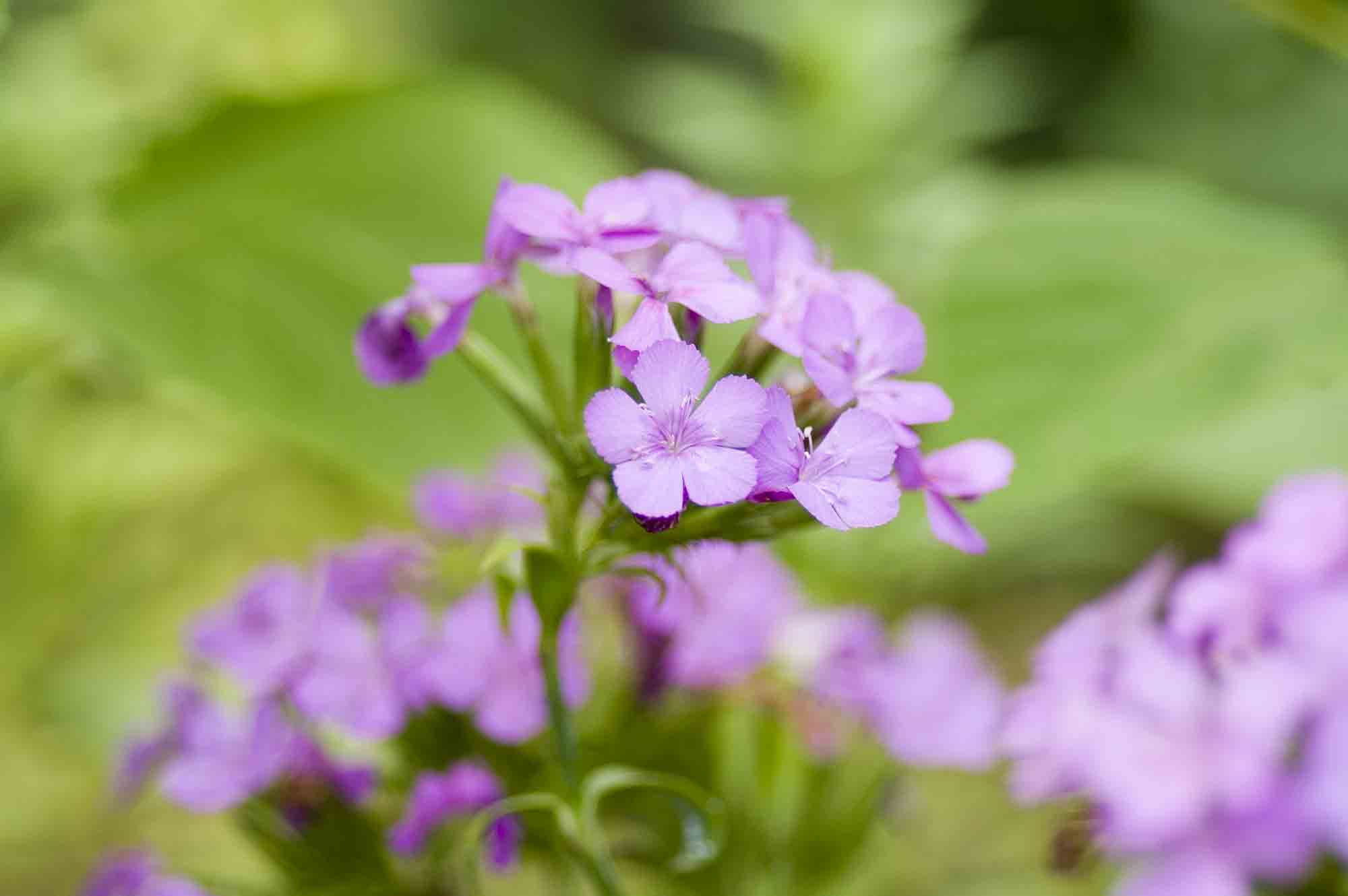 ハマナデシコです。 お花のほのぼの写真館 楽天ブログ