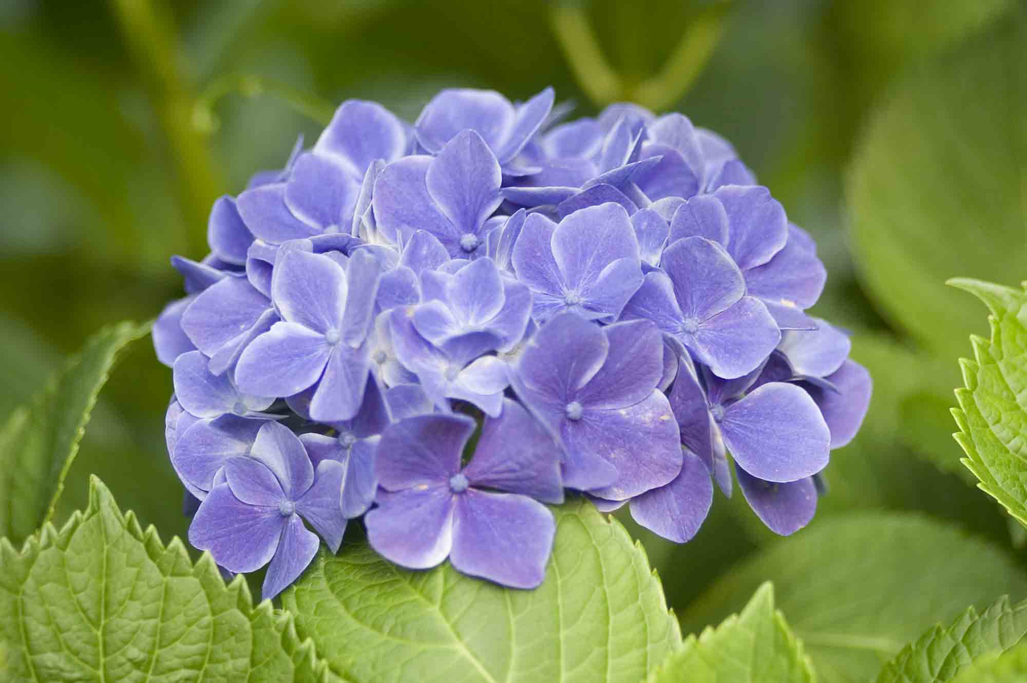 残りの紫陽花です。 | お花のほのぼの写真館 - 楽天ブログ