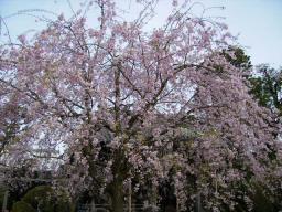 にっぽりの桜