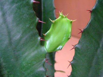 大雲閣に新芽が | Beautiful Life - 楽天ブログ