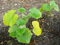 野菜…その4 | 。・:*:・のほほん綴り 。・:*:・ - 楽天ブログ