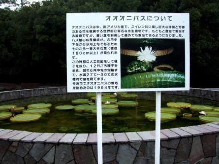 オオオニバス、１ | 村さんの写心ブログ - 楽天ブログ