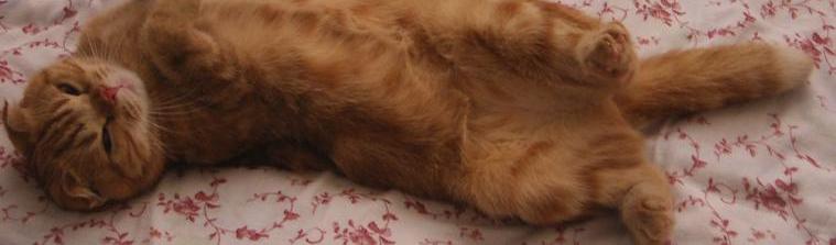 勘違いセレブもこの猫日記と株日記よん