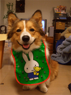 miffy