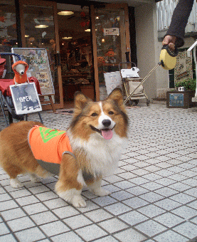 3dog