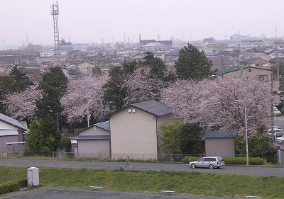 桜2