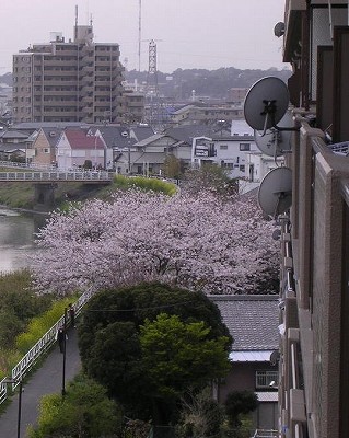 桜1