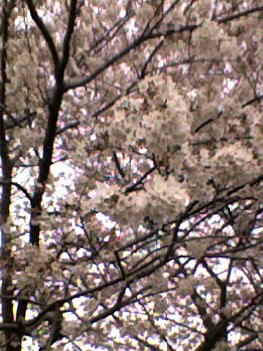 桜