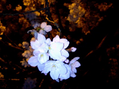 夜桜1