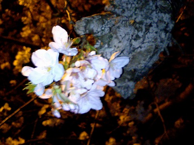 夜桜2