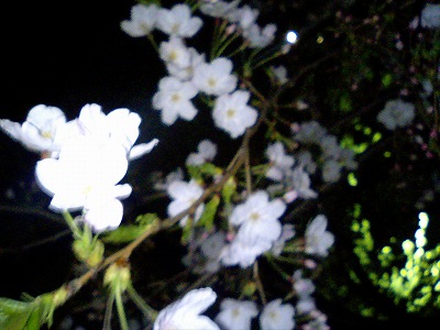 夜桜3