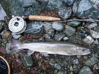 尺岩魚