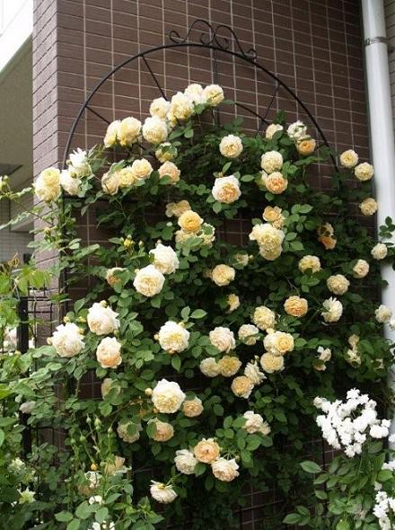 カベをバラで 壁面誘引 ｇａｒｄｅｎ ｇａｒｄｅｎ ガーデン 楽天ブログ
