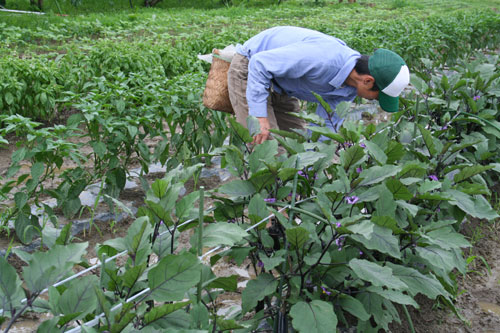 庄司さん茄子収穫.jpg