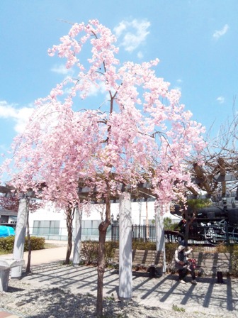 本当に満開な田島駅前のしだれ桜