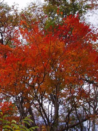 プータロー小屋の紅葉