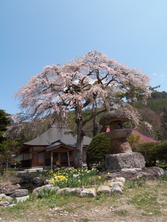 南泉寺のしだれ桜