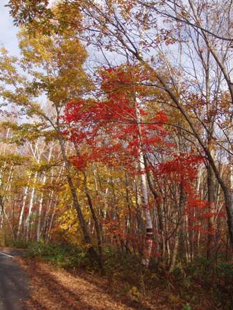 七ヶ岳林道の紅葉