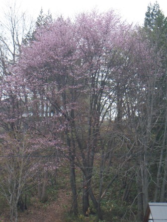 風林舎わきの桜