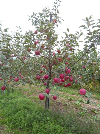トカさんのリンゴ園