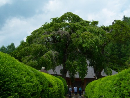 南泉寺の枝垂桜