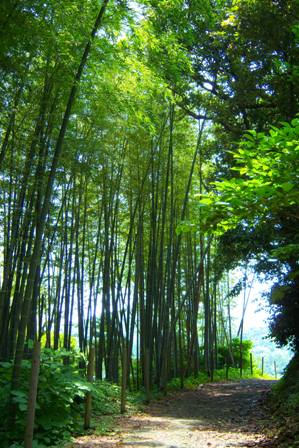 旧水田邸の竹林