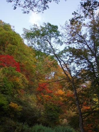 惠の森の紅葉と黄葉と青空
