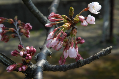 梅津大崎 ストア 桜 ペット同伴