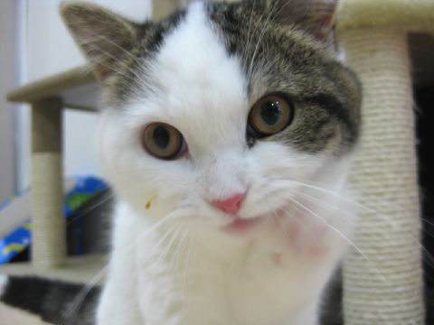 うまうま