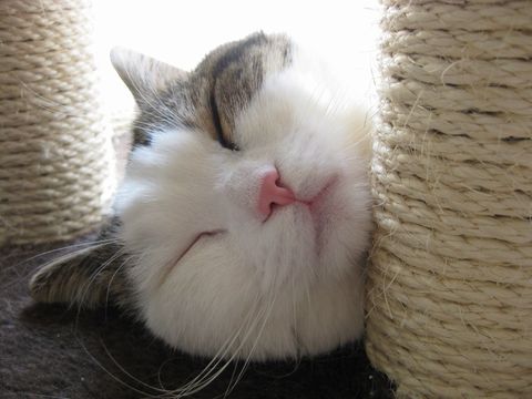 お昼寝